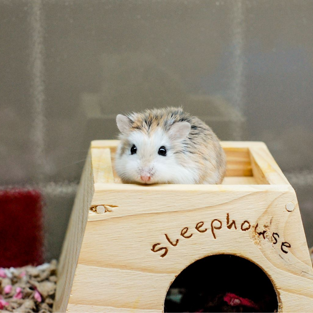 Creating a Happy Home for Small Pets